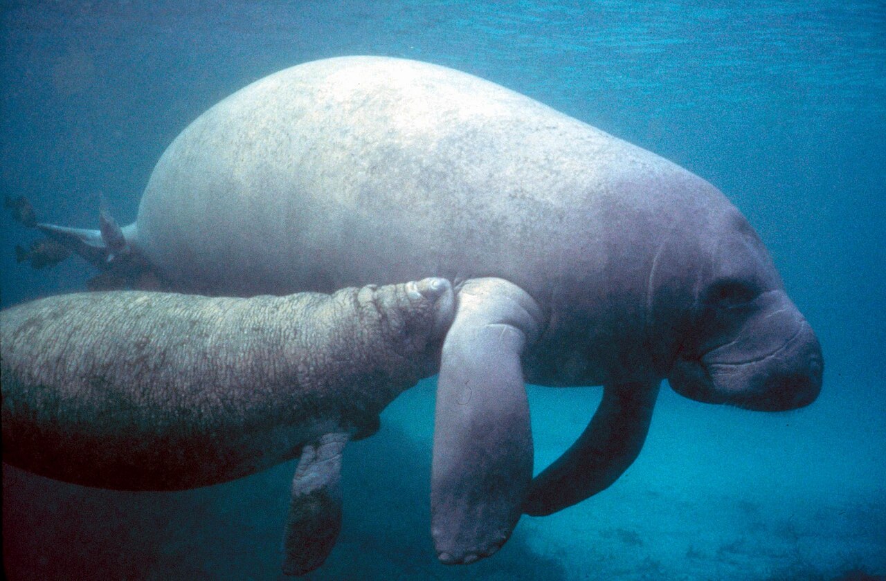 A West Indian manatee and her calf swimming